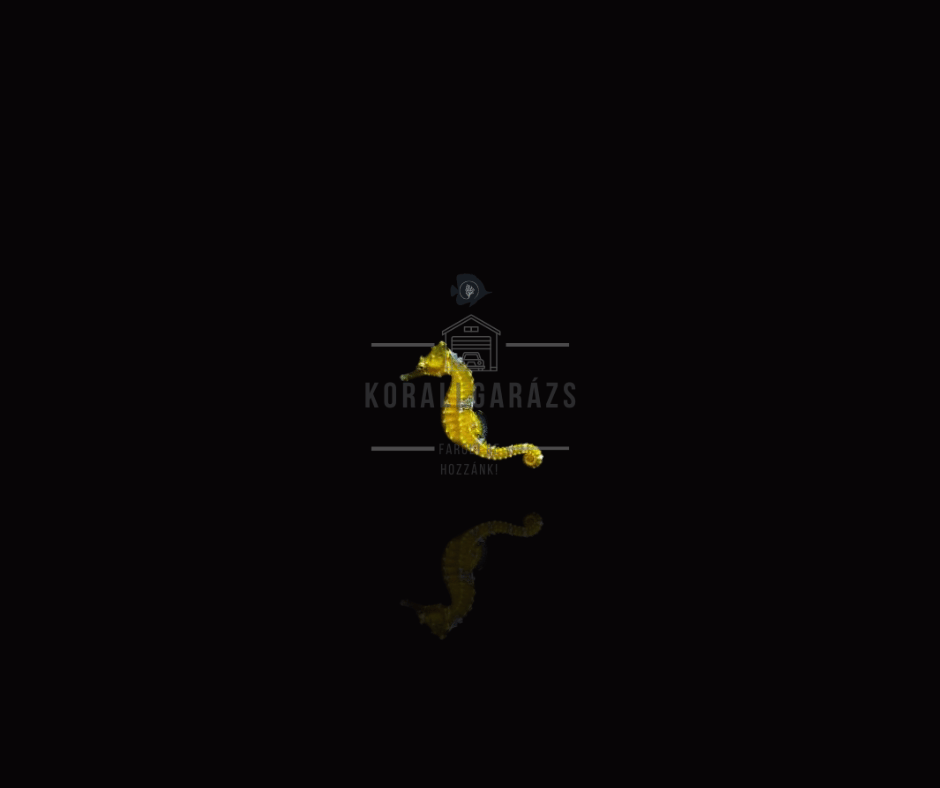 Hippocampus Rectus (Yellow)